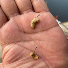 黑水虻活虫鱼饵翘嘴观赏鱼虾螃蟹龙虾诱饵料蚯蚓红虫卵干野钓通用