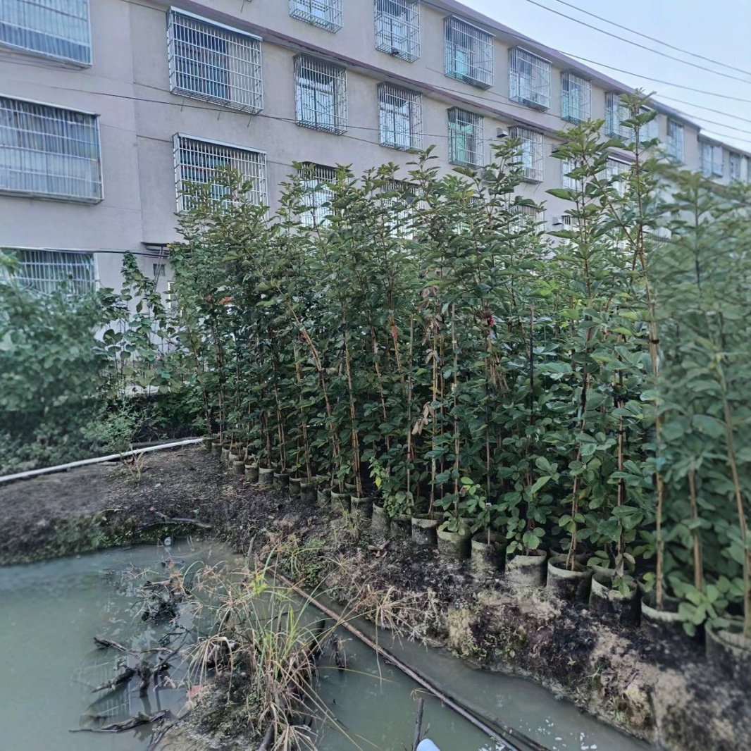 紫花红花风铃木原生小苗1-2米黄花风铃木移植苗绿美广东别墅庭院