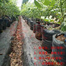 皓康耐老化藍莓種植袋 多規格PP編織控根器 園林苗木生態袋育苗袋