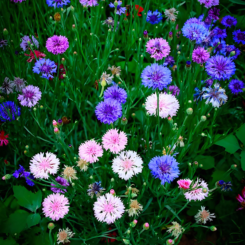 Cornflower/about 270 pieces