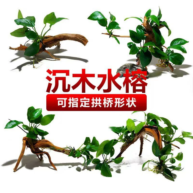 Баньян, водный баньян, коряги, ленивые водные растения, ландшафтный дизайн аквариума, кислородные пресноводные живые отрицательные растения для начинающих, трава, вулканический камень.