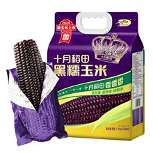 十月稻田黑糯玉米220g*8根  东北大棒黑糯玉米低脂含花青素真空