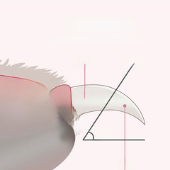 Hairline Cut Anti-Slip Nail Clippers Cat Nail Trimmer with File Nail Scissors for Cats and Dogs Nail Cleaner and Trimmer