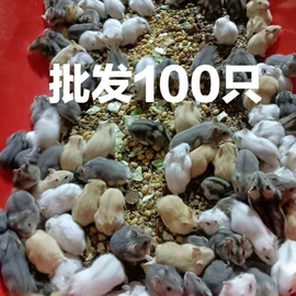 仓鼠;仓鼠生活用品;收纳盒