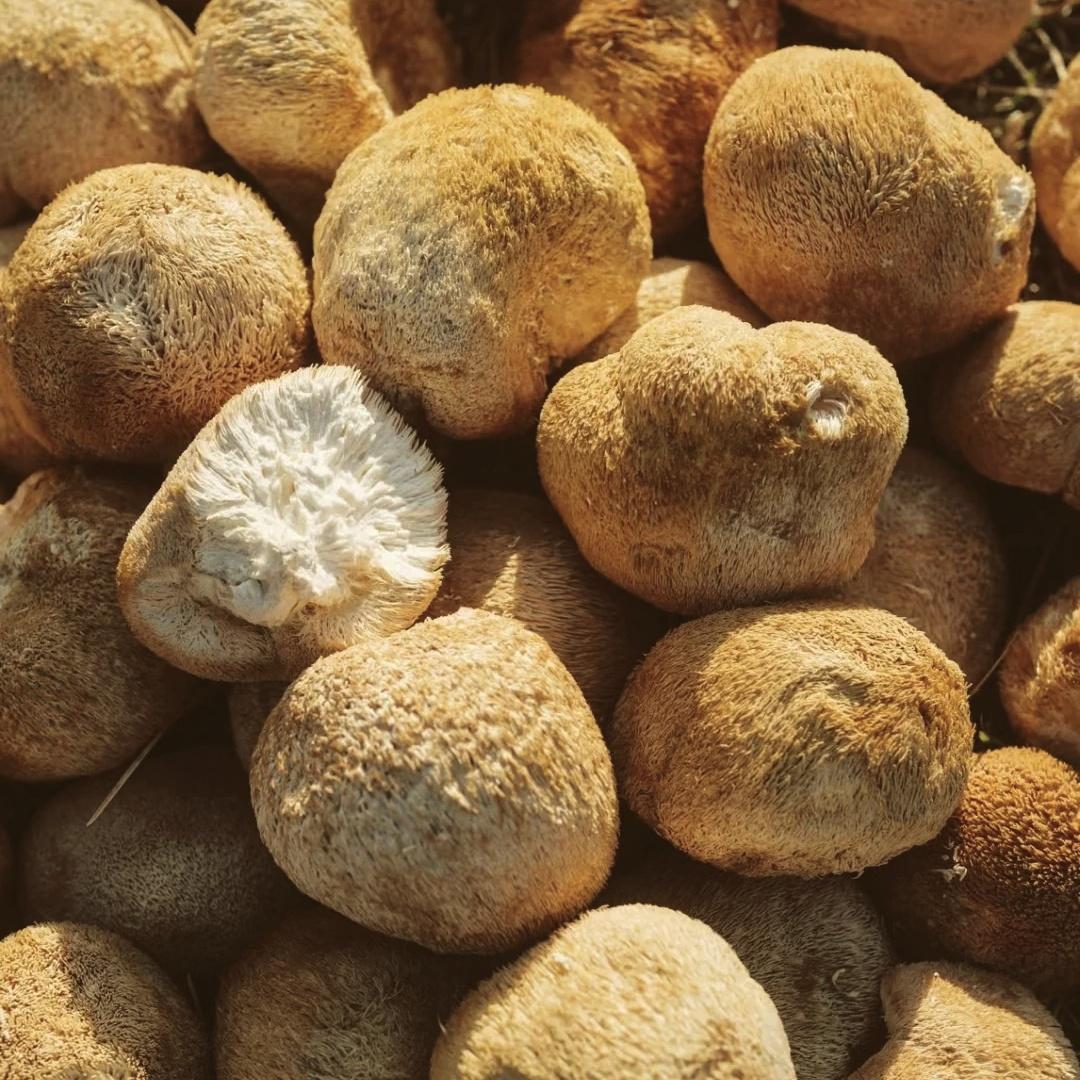 Dried Lion's Mane Mushroom Hou Tou Gu Hericium erinaceus Whole Dried Culinary Mushroom 100g specifications