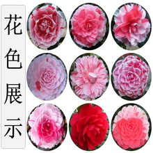 ������ɫ�൤�軨���Լtɫ��ɫɽ�軨����һ���ɫ�Gֲ���܎�����