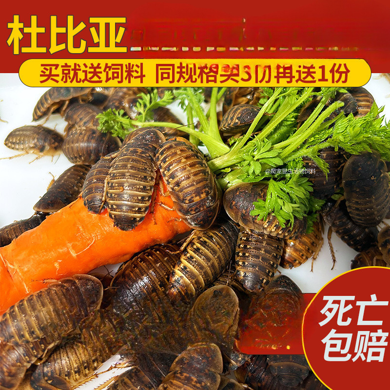 杜比亚蟑螂昆虫爬宠活饵饲料新成体繁殖组半斤中国