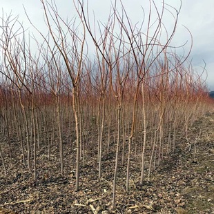 Liaoning Northeast American Red Maple Saplings, Cold-Resistant Red Maple Trees, Clustered American Red Maple Garden Landscape Trees
