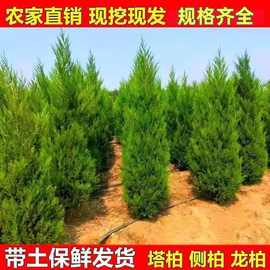 松柏树苗塔柏桧柏龙柏侧柏扁柏蜀桧圆柏宝塔松四季常青绿化花苗