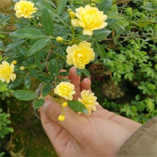 �S��õ�ѻ��N�Ӽt��õ����õ���̾����S��ݮ��Ƥ�Nޱõ�廨�N��