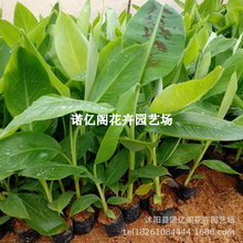 香蕉树苗耐寒中蕉9号香蕉树苗当年结果高产庭院盆栽矮化小苗常绿