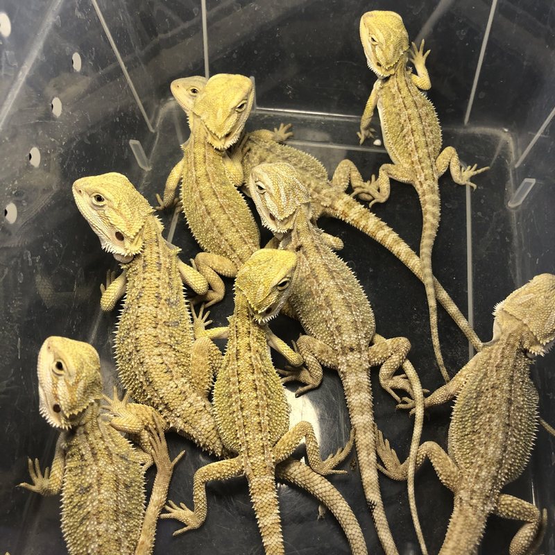 鬃狮蜥蜴活的宠物幼体入门级爬宠异宠温顺不咬人柑橘红系超白zero|undefined