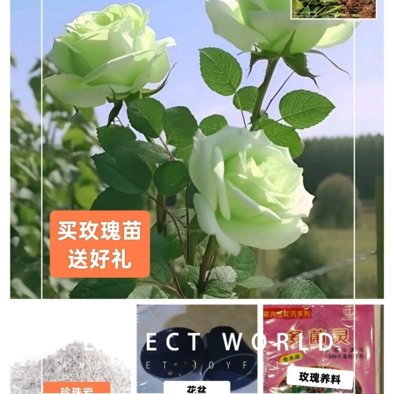 Саженцы зеленых роз, аромат розы, зеленое растение, двор, балкон, морозостойкие аутентичные цветочные саженцы, одна штука в партии, бесплатная доставка