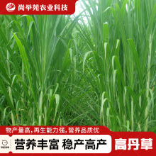 鱼草种籽四季苏丹草种籽高产牧草种子高丹草墨西哥玉米草鸡鸭羊牛