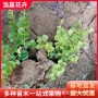 四季多年生常绿过路黄过路黄