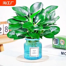 ˮ�������ԾG�}���~�G�����k���҃�����ȩ���B�����ļ�����ֲ��