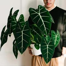 绿天鹅绒海芋ins风进口绿植室内盆栽观叶植物