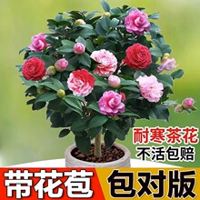 �����軨�������Ԏ�������ɫ�൤ֲ��õ�廨���Bɽ�軨���ļ��_��