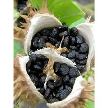 �²������_�� �N��ș�ķN���²ɷNș�ķN �����_�N�� �Nֲ