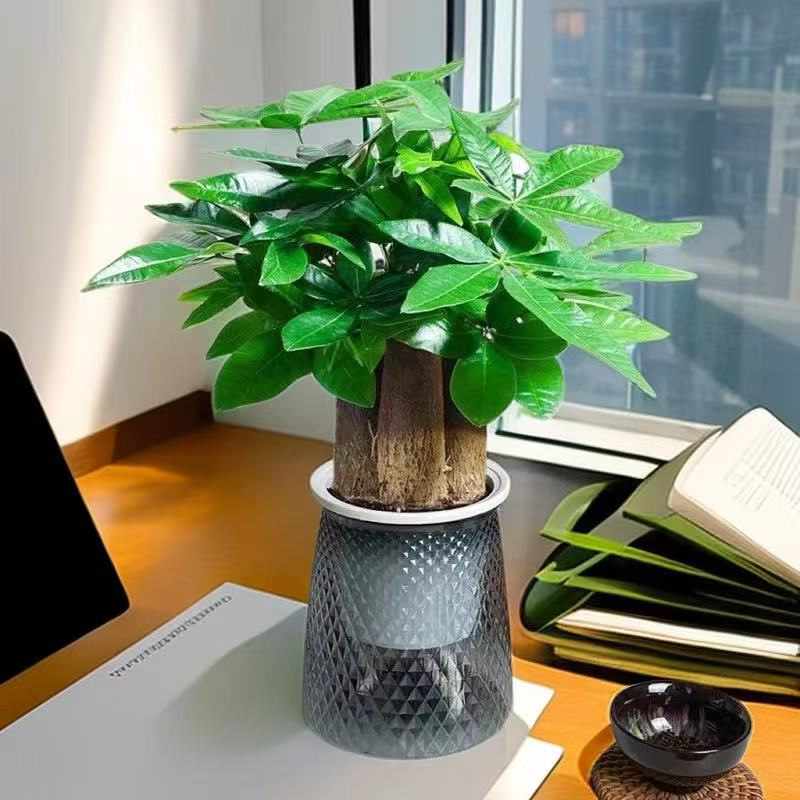 árboles ricos pequeñas plantas de maceta flores verdes plantas de oficina absorción de formaldehído árboles hidropónicos de bambú de lapis verde buena alimentación maceta