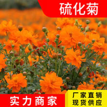 ܷNAջNSӢNSշNӻݷNԻܷN