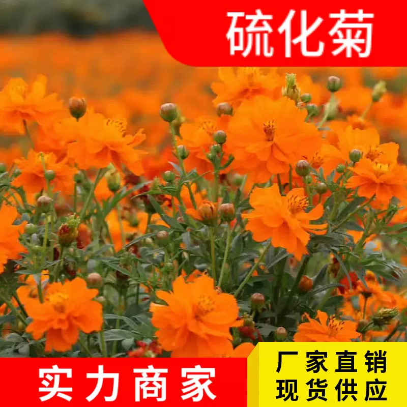 花卉种子硫华菊花种子黄秋英种子硫黄菊种子花草种子盆栽花卉种子