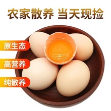 【順豐包郵】大豐收高品質鮮蛋30枚放養散養土雞蛋破損包賠現撿