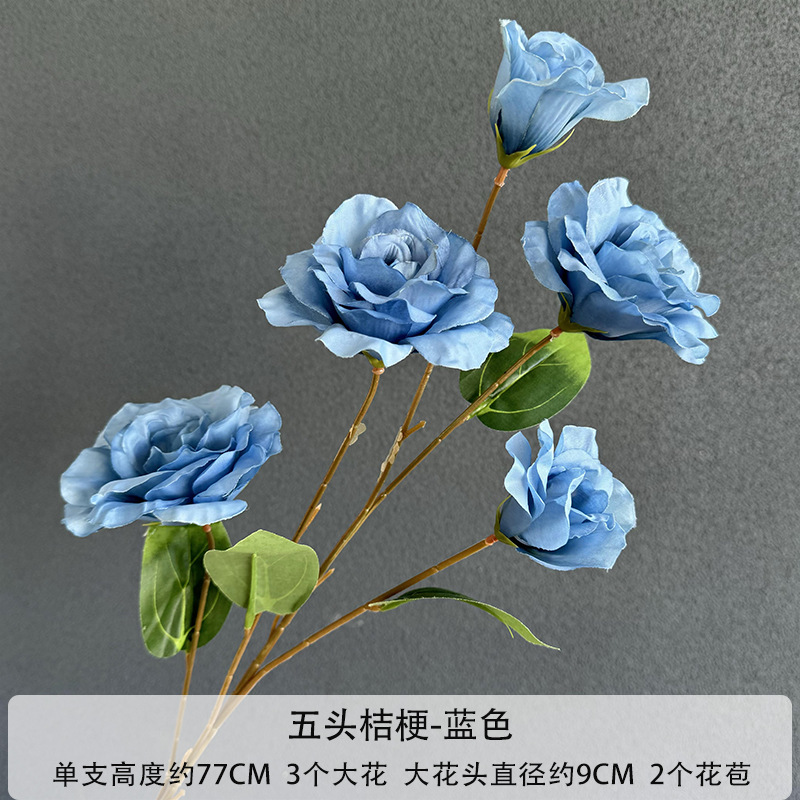 5 머리 platycodon grandiflorum