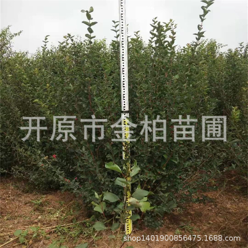 蓝叶忍冬大墩丛生绿篱花灌木蓝叶忍冬树苗金银忍冬小苗造型树球