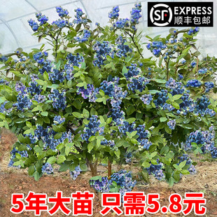 Blueberry Seedlings Potted Blueberry Tree Fruit Seedlings Planted in the North and South All Year Round Fruit Trees Mist Rabbit Eye Extra Large Balcony with Fruit