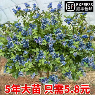 蓝莓苗盆栽蓝莓树果苗北方南方种植四季果树薄雾兔眼特大阳台带果