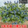 北方南方四季特大果苗