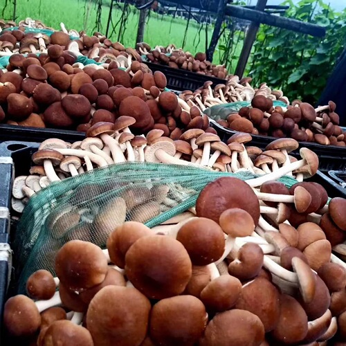 Yunnan specialty farmhouse tea tree mushroom dry goods sulfur-free non-opening tea mushroom non-special grade shiitake mushrooms specialty fungi