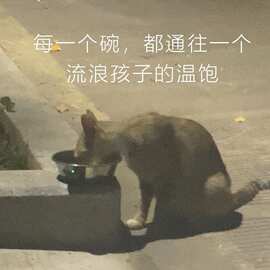 猫碗双碗狗碗护颈宠物碗斜口猫食盆防打翻喝水碗储粮猫咪饭碗增高