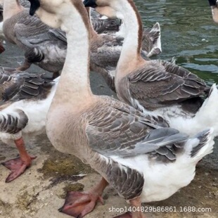 ���ڪ{�^�ZÓ���Z���N�{�^�Z����w�Ҫ{�^�Z����r��С�Z�緱��