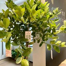 ļYʘ԰]̨ͥԺֲˮGֲ҃