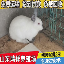 伊拉兔种兔价格山东鸿祥长期出售正宗八点黑肉兔送货上门肉兔种兔
