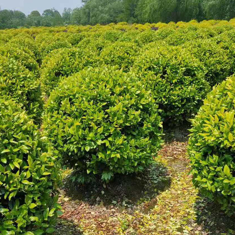 ��ɭŮ����4