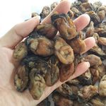 生蚝干 蚝干 牡蛎干 海蛎干 生晒蚝肉  淡晒生蚝干鲍鱼湛江特产