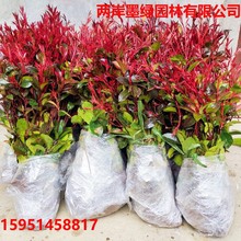 t~ʯt^ľɭŮؑͥԺ̘GhľС