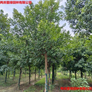 ������Ӣ����ͥԺ�e���ͺ����̾G����ľ��·�G���乫�@�е����Ӣ