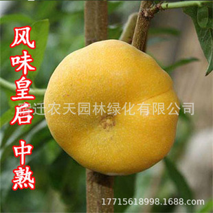 ����ҿ�ζ�îa�����S������� ������7�Ҙ����ϱ����NֲҎ���Rȫ