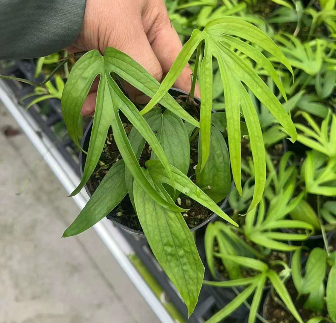 [Базовые прямые поставки] Наблюдение за листьями Маленькие цветы в горшках Домашняя сеть Красные растения Цветы 120 куриных ножек