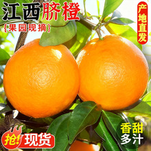 赣南脐橙江西新鲜水果20斤当季橙子手剥果冻橙子冰糖赣南甜橙直批