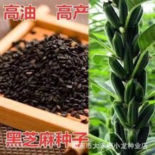 黑芝麻种子优质非转基因白芝麻种子早熟传统食用两用高油芝麻种籽