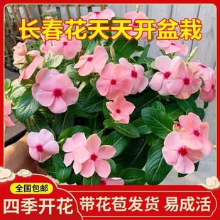 Imported Periwinkle Potted Florals and Ornamental Plants Bloom Every Day in the Room, Blooming in All Seasons, Spring Green Plants with Florals [March 5