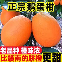 升级鹅蛋柑】比赣南的脐橙更甜10斤新鲜水果冻冰糖手剥橙橙子