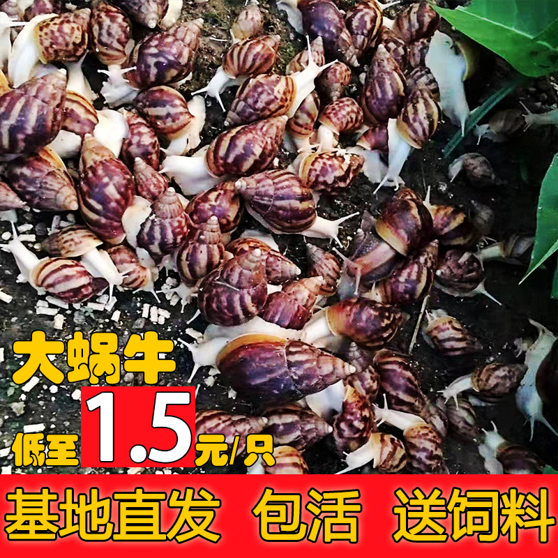 White jade Snail wholesale living thing Pets Snail Watch Snail Experimental course Great Snail White jade Snail edible