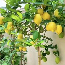 ʘ玧Gֲ̨҃ͥԺֲļYˮʘ