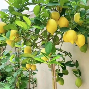 ���ʘ��玧��������Gֲ�����҃��̨ͥԺֲ���ļ��Y����ˮ���ʘ�